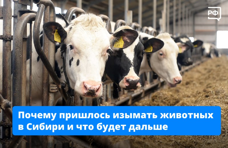 В Новосибирской области уничтожили скот из-за вспышки пастереллёза и бешенства: даны разъяснения и меры поддержки