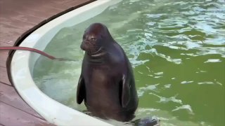 Милота дня: Крошик и Шлиссик кушают рыбу