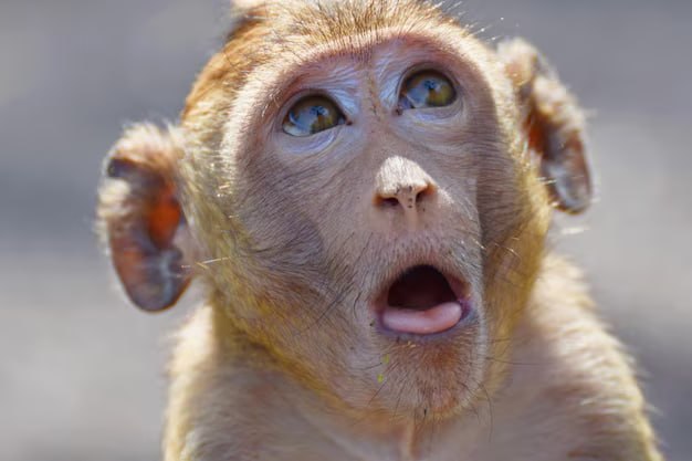 Случай заражения оспой обезьян зафиксирован в Санкт-Петербурге