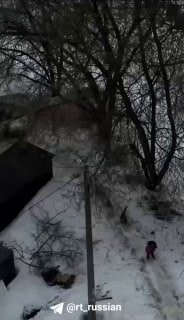 Собаки напали на девочку в Пермском крае: возбудили дело о халатности