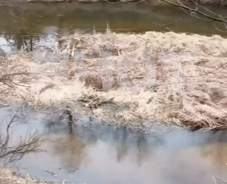 Более 140 клещей облепили мужчину в Гродно