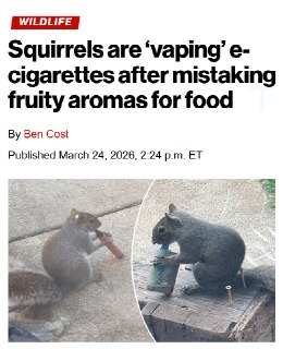 Белки «подсели» на вейпинг: эксперты предупреждают об опасности