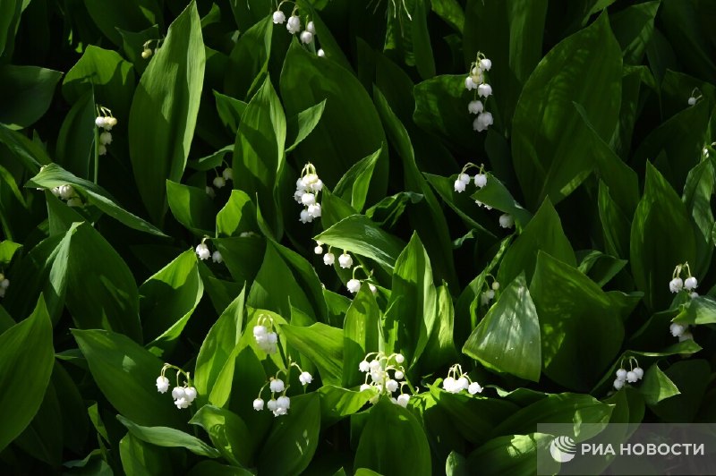 Биолог предупредил о смертельной опасности ландышей