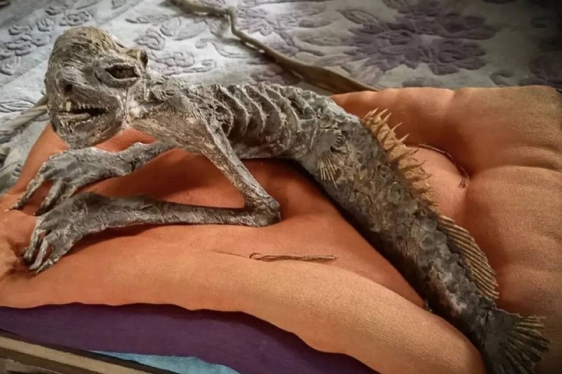 Мумию русалки выставили на продажу в Японии