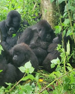 Редчайшая двойня родилась у горных горилл в Конго