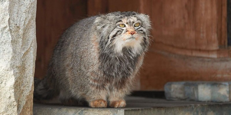 Манул из Московского зоопарка начал диету к лету