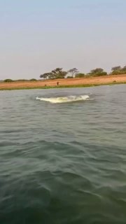 Бегемот напал на лодку с туристами в Уганде