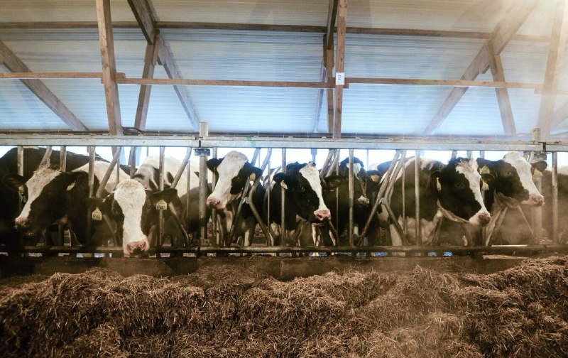 В Новосибирской области есть 4000 животных для восстановления после вспышки пастереллеза