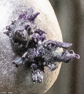 Астронавт NASA показал «щупальца» с МКС, но это оказался картофель