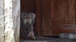 Манул Тимоша начал летнюю разжировку