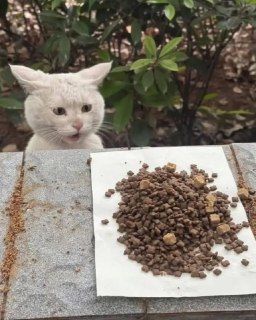 Китайка кормит кота, а тот в шоке: вирусные фото из соцсетей