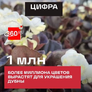 В наукограде выращивают миллион цветов для озеленения города