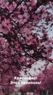 Краснодар превратился в Японию из-за цветения слив
