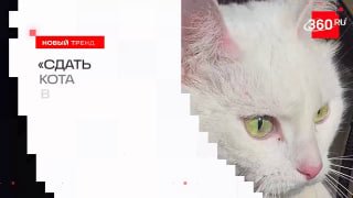 Ваш кот может зарабатывать: тренд на временных питомцев