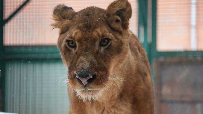Львы из частного владения поселились в Московском зоопарке