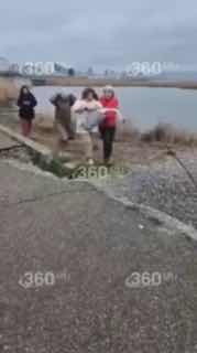 Жительницы Новороссийска спасли молодого лебедя от сородича