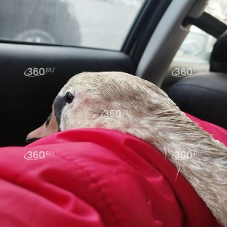 Иллюстрация 2