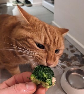 Правильное питание ускоряет старение: ученые доказали, что ЗОЖ ослабляет организм