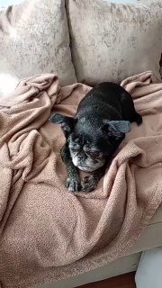 Мопс Аделиша завирусился в сети: видео с баси вызвало бурную реакцию