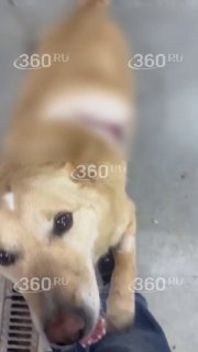 Жители спасли дворнягу с ножом в боку в Нижегородской области