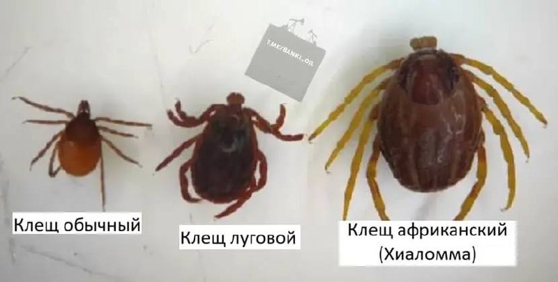 Роспотребнадзор о мутантных клещах: они не выживут, но бейте их палкой