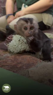 В Ленинградском зоопарке новорожденную макаку-сироту согревает варежка-грелка
