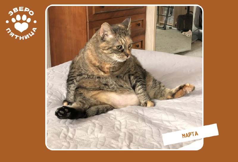 ЗвероПятница: животные-модели и призыв к танцу живота