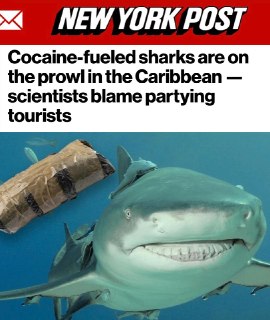 Акулы у Багамских островов содержат следы кокаина