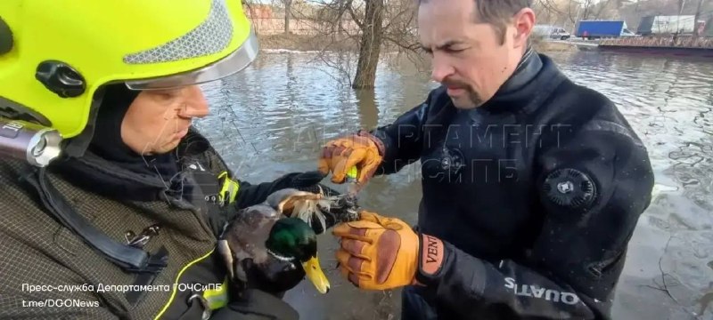 В Москве спасли утку и сову
