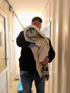 Молодого тюленя спасают после химического отравления в Приморье