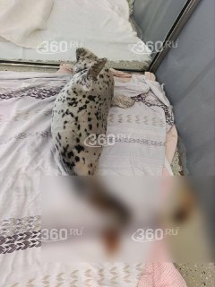 Иллюстрация 2