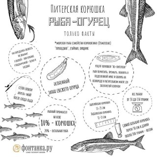 В Петербурге стартует сезон корюшки: даты и места ловли