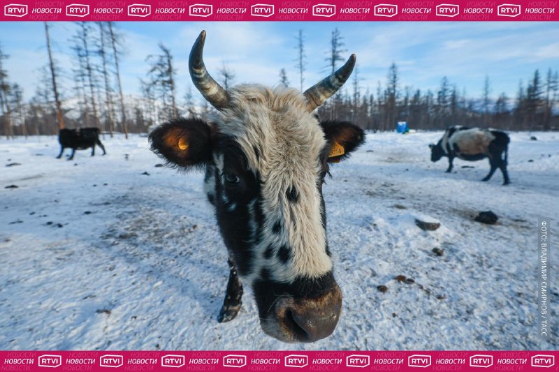 12 человек получили протоколы за попытки спасти коров в Сибири