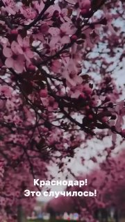 Краснодар превратился в уголок Японии: зацвела слива Нигра