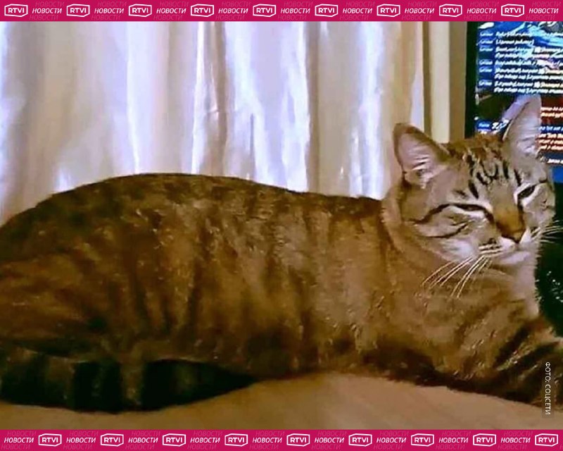 Кот прошел 65 км за 9 дней, чтобы вернуться домой