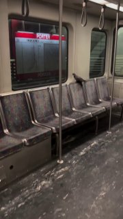 Голубь проехал на метро в США и высадился на остановке