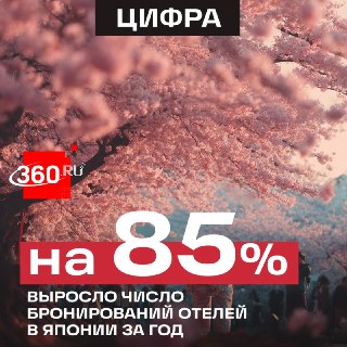 Жители столицы массово едут в Японию на цветение сакуры
