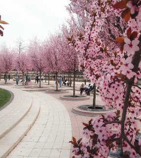 Краснодар превратился в Японию из-за цветения сливы Нигра