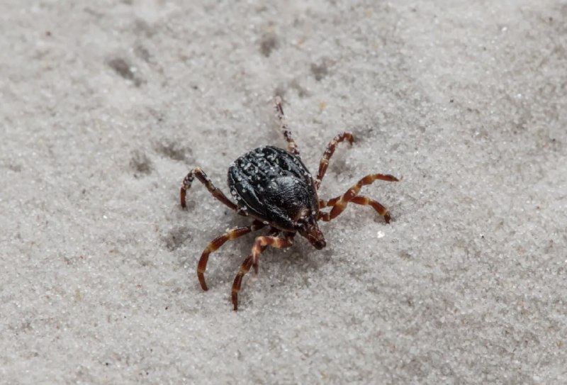 Попова: клещи-мутанты не приживутся в средней полосе России