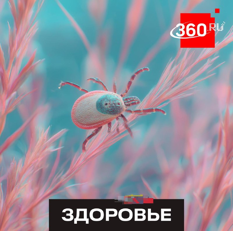 Появятся ли клещи-мутанты в Подмосковье и чем они опасны?