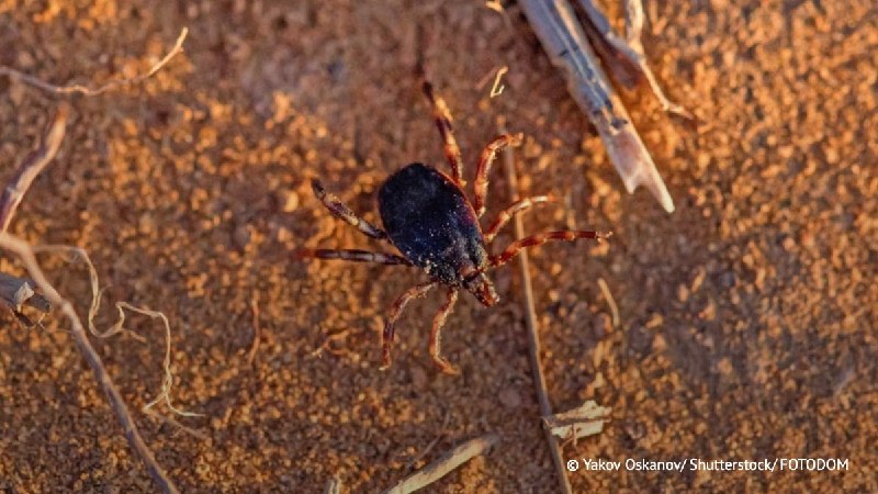 Клещи рода Hyalomma не приживутся в средней полосе России