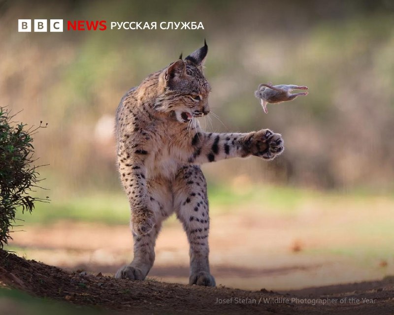 Победитель зрительского голосования конкурса Wildlife Photographer of the Year