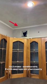 Застрявшего в стене кота спасли в Набережных Челнах