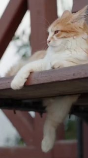 В Германии ищут волонтёров для приюта с зарплатой и оформлением гражданства