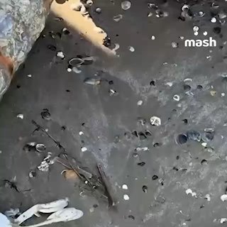 70% пляжей Дагестана закрыты из-за загрязнения моря и гибели животных