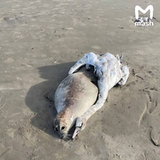 Иллюстрация 2