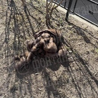 Росгвардия задержала вора шубы за 1,4 млн рублей в Петербурге