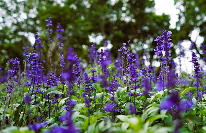Штраф и до 8 лет тюрьмы за выращивание «шалфея предсказателей» в РФ