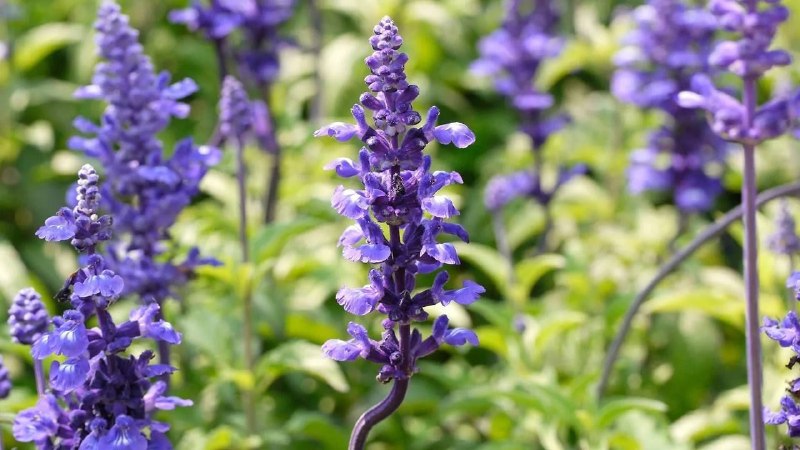 За выращивание шалфея россиянам грозит штраф и уголовная ответственность