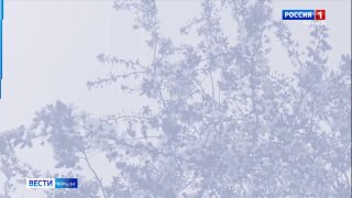 Аллергики из Центральной России нашли спасение в Крыму